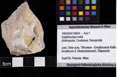 Foto (Objket + Etiketten) von Galatheoidea indet. 